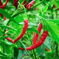 Удобрения для острого перца