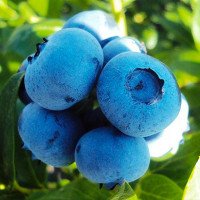 Удобрения для голубики