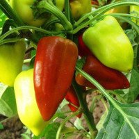 Удобрения для перца