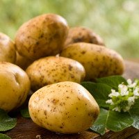 Удобрения для картофеля