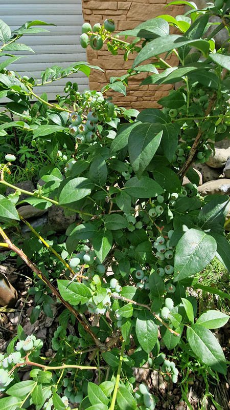 Удобрение для голубики GREENODIN отзывы фото-3-4