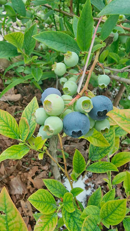 Удобрение для голубики GREENODIN отзывы фото-4-3