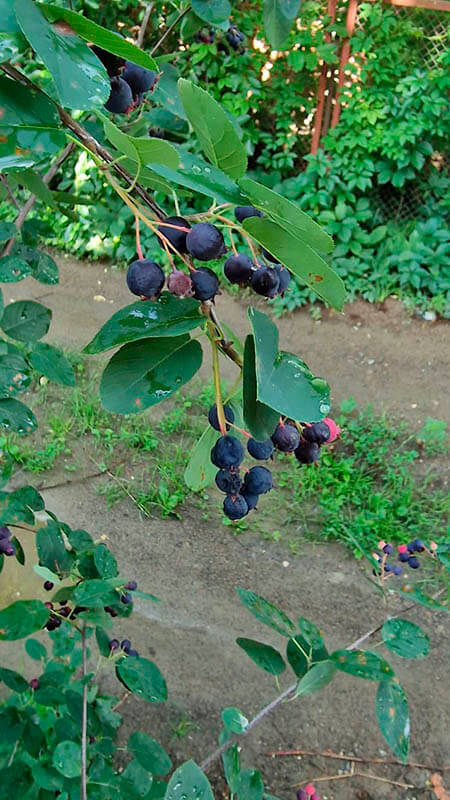 Удобрение для голубики GREENODIN отзывы фото-6-3