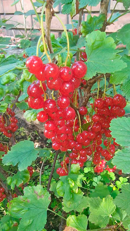 Удобрение для смородины GREENODIN отзывы фото2
