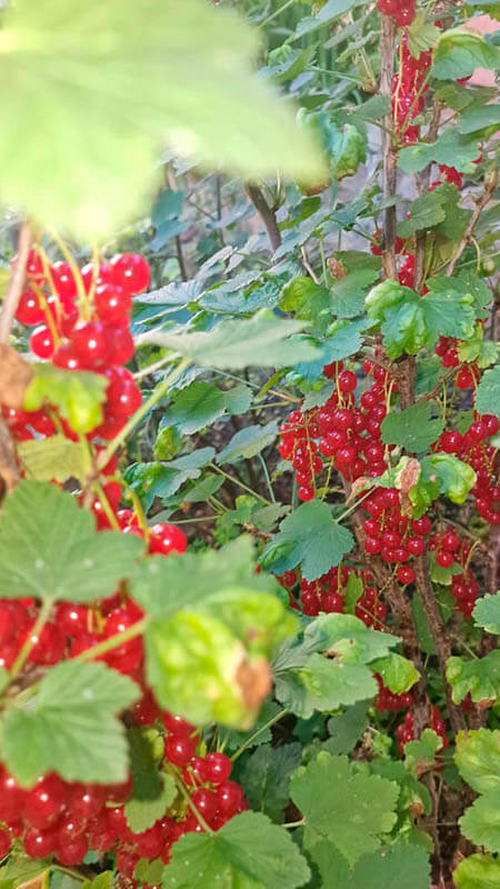 Удобрение для смородины GREENODIN отзывы фото4