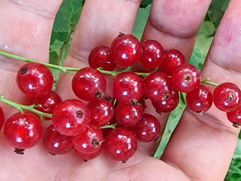 Комплексные Удобрения для смородины GREENODIN отзывы фото1