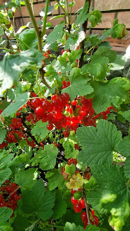 Удобрение для смородины GREENODIN отзывы фото3