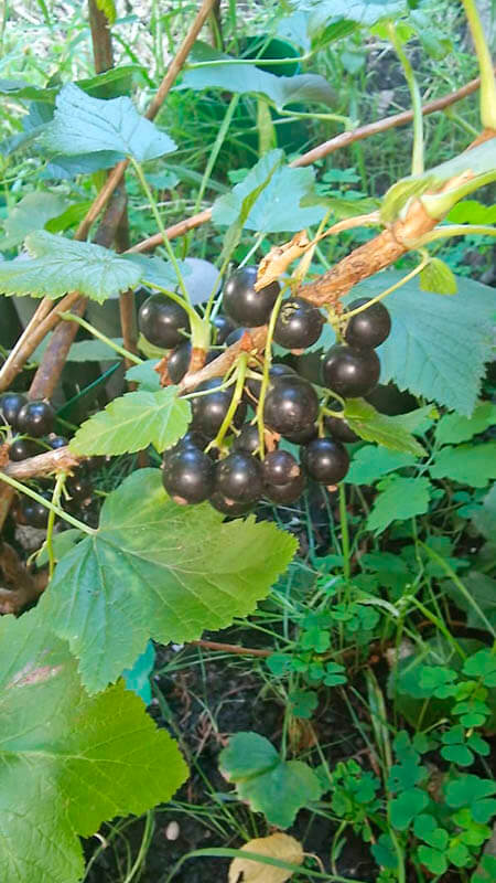 Органические Удобрения для смородины GREENODIN отзывы фото-8
