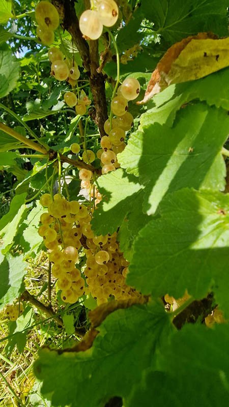 Удобрение для смородины GREENODIN отзывы фото-6