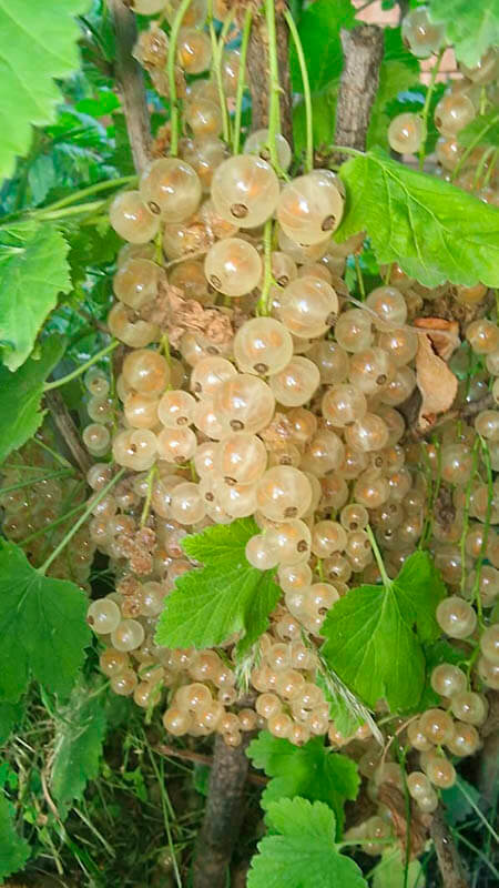 Удобрение для смородины GREENODIN отзывы фото-5