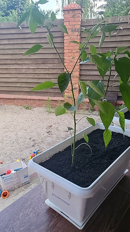 Удобрение для острого перца GREENODIN отзывы photo-2-2