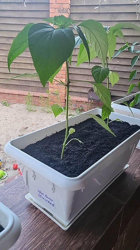 Удобрение для острого перца GREENODIN отзывы photo-2-3