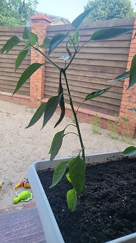 Удобрение для острого перца GREENODIN отзывы photo-2-1