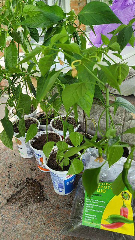 Удобрение для острого перца GREENODIN отзывы photo-4-1
