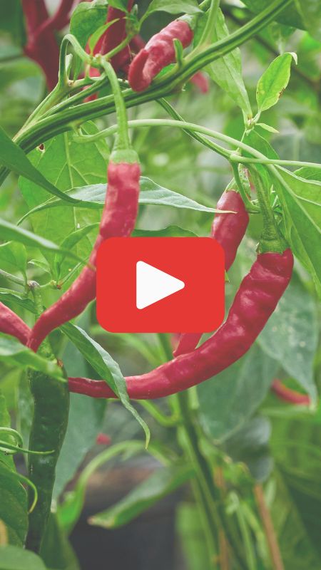 Удобрение для острого перца GREENODIN отзывы видео-1