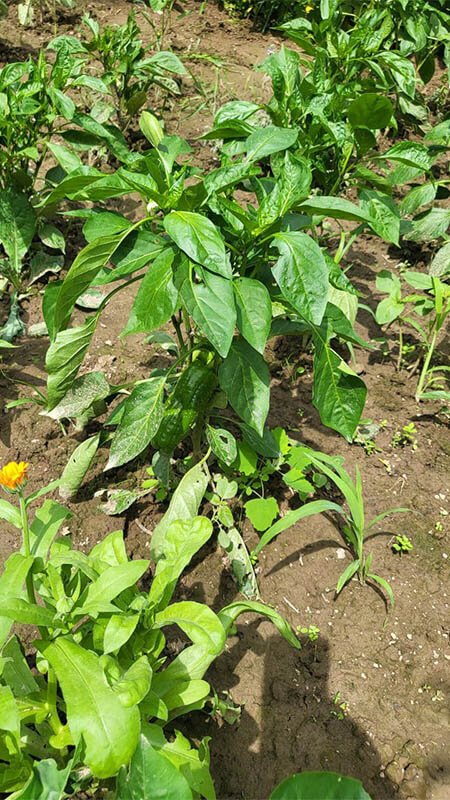 Удобрение для перца Болгарского GREENODIN отзывы фото-1-2