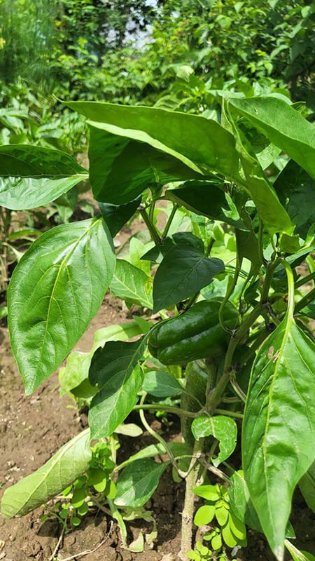 Удобрение для перца Болгарского GREENODIN отзывы фото-1-1