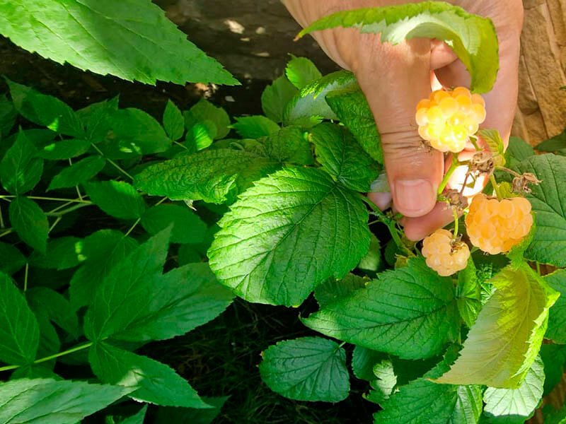 Комплексные Удобрения для малины GREENODIN отзывы фото-4