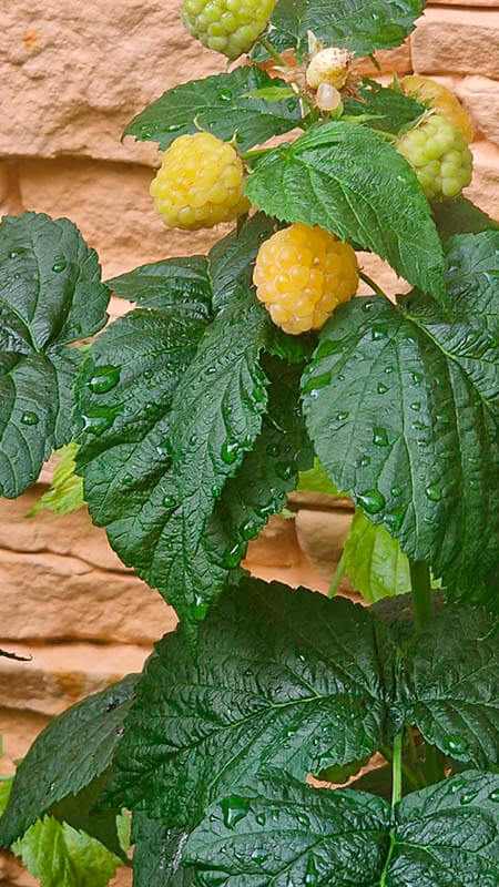 Комплексные Удобрения для малины GREENODIN отзывы фото-1