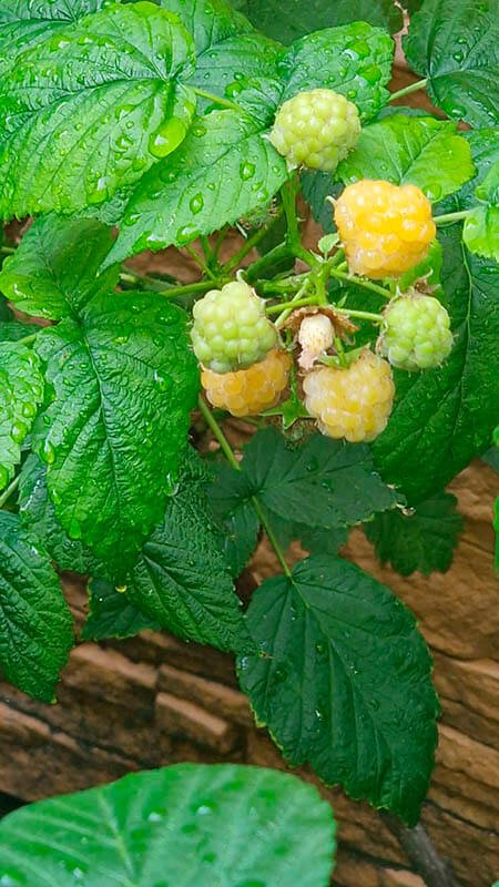 Комплексные Удобрения для малины GREENODIN отзывы фото-2