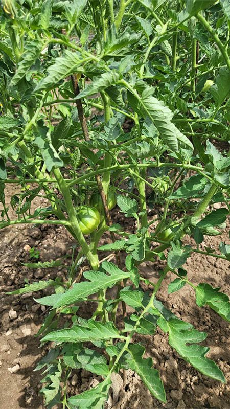 Удобрение для помидор GREENODIN отзывы фото-2-2