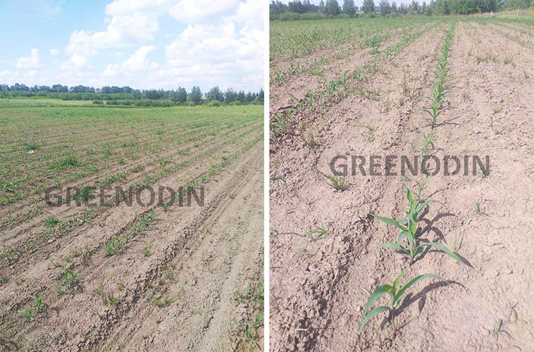Кукуруза Dekalb после внесения удобрения для кукурузы Greenodin Grey Отличный результат при выращивании кукурузы после внесения удобрения для кукурузы Greenodin Grey. Фото: срок 5-6 листочком